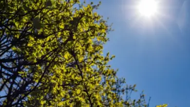 Сонце сяє крізь зелені листки дерева на блакитному небосхилі.