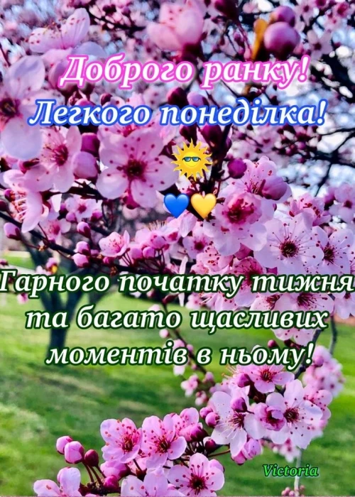 Розквітлива вишня з побажаннями гарного понеділка та тижня.